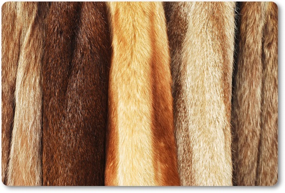 毛皮買取|神戸市で高額査定・高価買取ならダントツにココ!